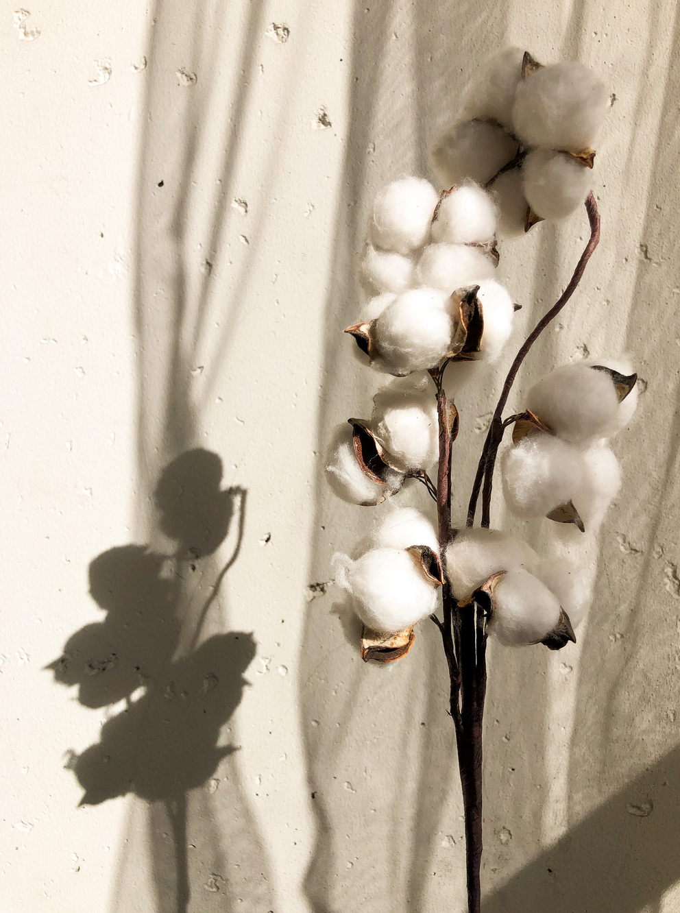 4 Reasons Why Organic Cotton Makes Better Garments